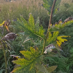 Cirsium kamtschaticum
