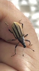 Diaprepes abbreviatus