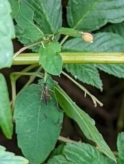 Diplazon laetatorius