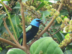 Stilpnia cyanicollis