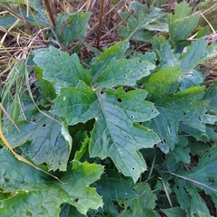 Cirsium kamtschaticum