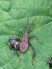 Acanthocephala terminalis