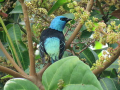 Stilpnia cyanicollis