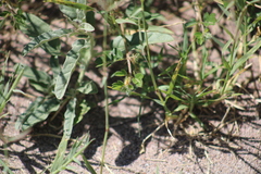 Kallstroemia grandiflora