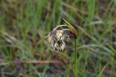 Eriophorum latifolium