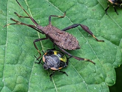 Acanthocephala terminalis