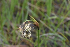 Eriophorum latifolium