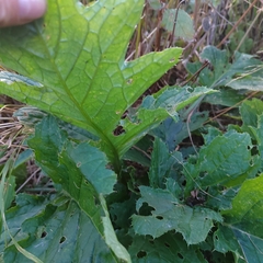 Cirsium kamtschaticum