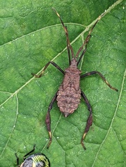 Acanthocephala terminalis