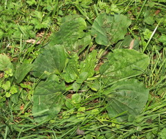 Plantago