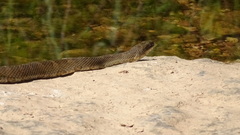 Nerodia sipedon pleuralis