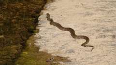 Nerodia sipedon pleuralis