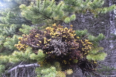 Abies lasiocarpa