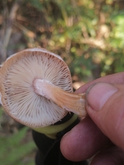 Armillaria borealis