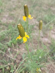 Ratibida columnifera