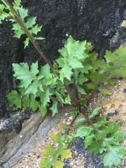 Sisymbrium orientale