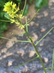 Sisymbrium orientale