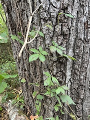 Vitis vinifera