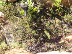 Indigofera declinata