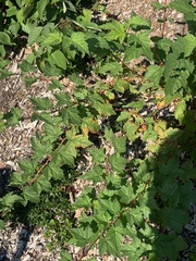 Physocarpus capitatus