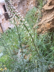 Reseda alba
