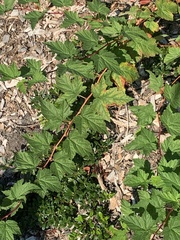 Physocarpus capitatus