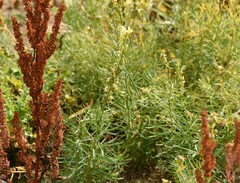 Linaria vulgaris