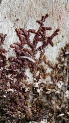 Frullania