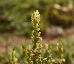 Linaria vulgaris