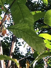 Oemleria cerasiformis