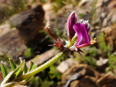 Indigofera declinata