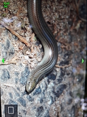Chalcides striatus