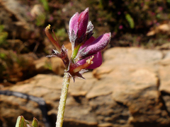 Indigofera declinata