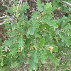 Quercus gambelii
