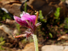 Indigofera declinata