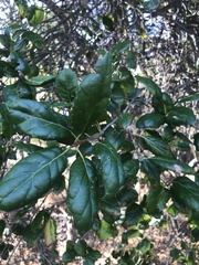 Quercus agrifolia