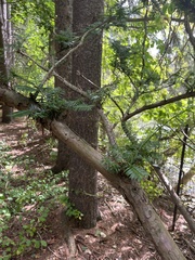 Taxus cuspidata