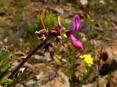Indigofera declinata