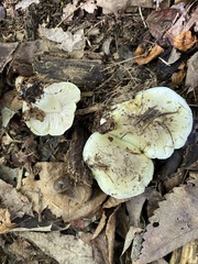 Tricholoma subsejunctum