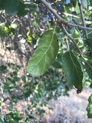 Quercus agrifolia