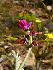 Indigofera declinata