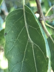 Quercus agrifolia