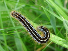Malacosoma castrense