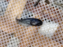 Notopterus notopterus