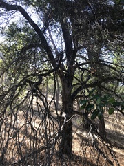Quercus agrifolia
