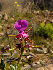 Indigofera declinata