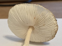Fungi