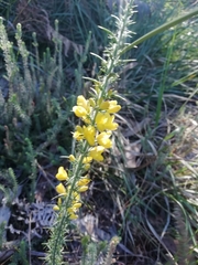Ulex