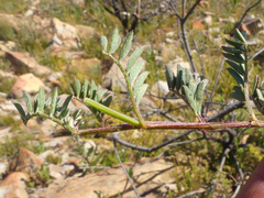 Indigofera declinata