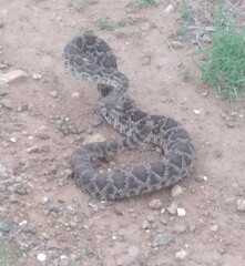 Crotalus scutulatus